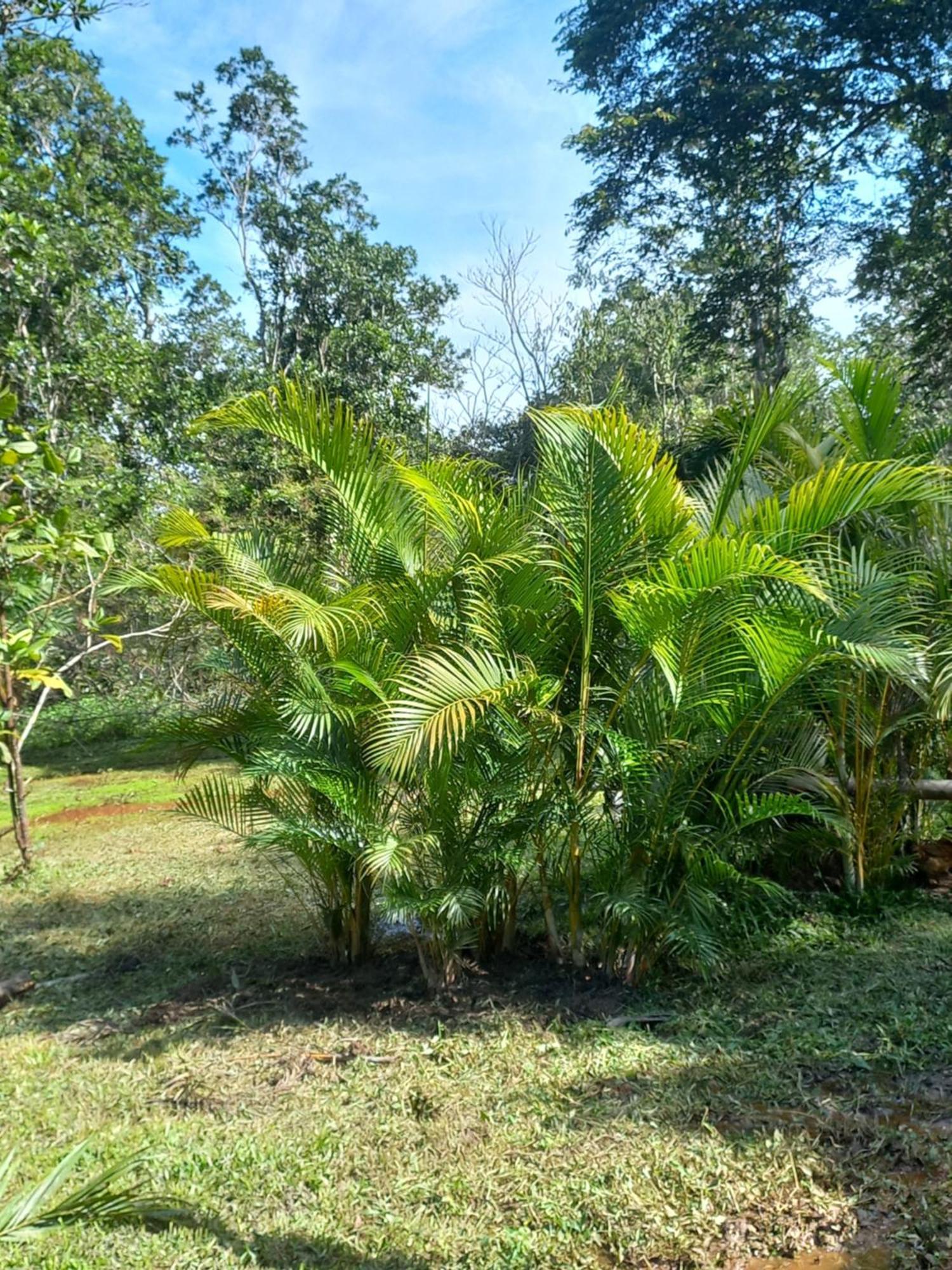 Vila Recanto Dos Lobosco Araquari Exteriér fotografie